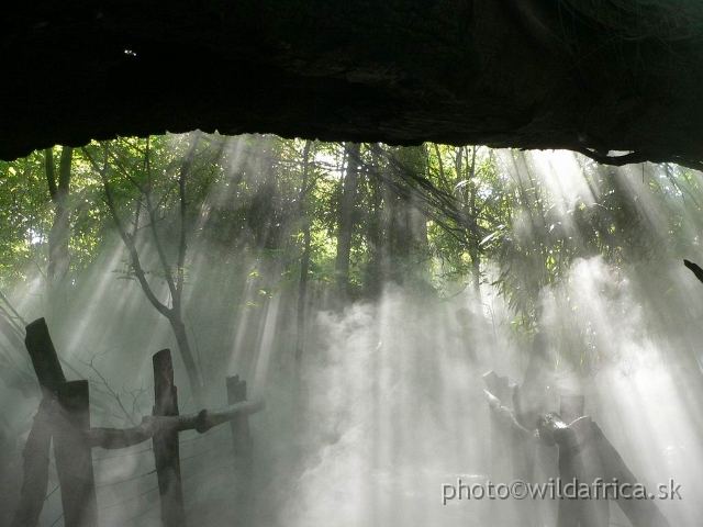 congo 03.jpg - And exhibit starts with fantastic light effects of forest.